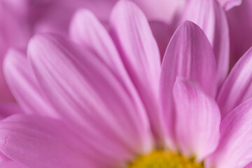 Obraz na płótnie Canvas Daisy flower texture close up