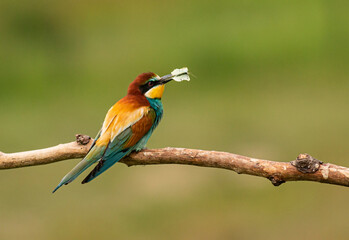 Europaen Bee-eater in spring