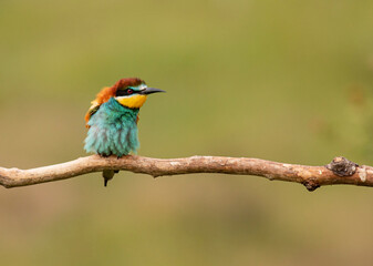 Europaen Bee-eater in spring