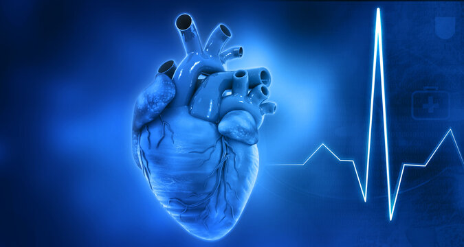 Human heart anatomy on blue background. 3d illustration.