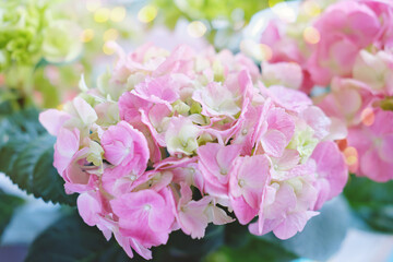Delicate green and pink Hydrangea inflorescences. Blossoming Hydrangea, beautiful gentle flowers. summer season. Flowering hortensia plant with leaves. 