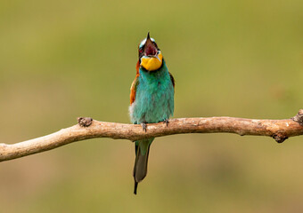 Europaen Bee-eater in spring
