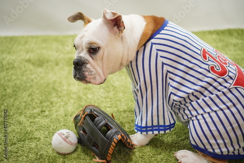 イングリッシュブルドッグ子犬 野球衣装 青色 写真61 Wall Mural 啓文 佐々木