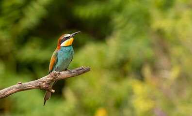 Europaen Bee-eater in spring