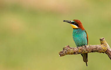 Europaen Bee-eater in spring