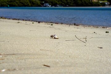 Conch-like seashell seen on beach near Mossy Point Boat Ramp