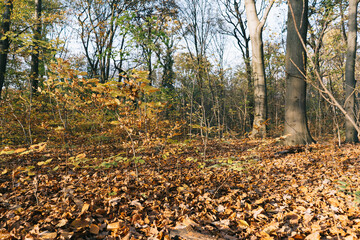 Eery Forest