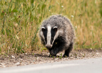 Badger walking on path