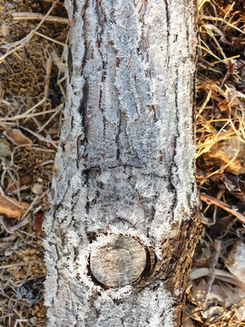 Winter Frost : Snow Crystal, Trunk, Grass