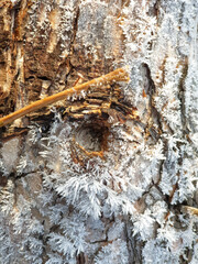 Winter Frost : Snow Crystal, Trunk, Grass