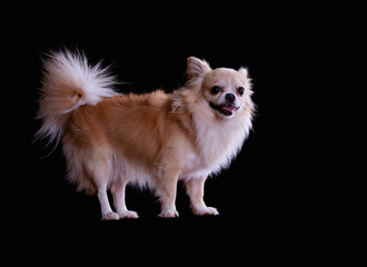 portrait of a chihuahua dog on black background.