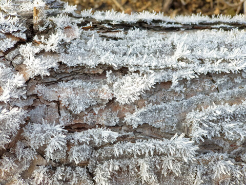 Winter Frost : Snow Crystal, Trunk, Grass