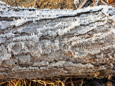 Winter Frost : Snow Crystal, Trunk, Grass