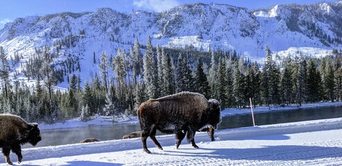 Bison Mountainous Yellowstone © Jaden