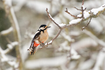 Naklejka premium OuiNon common european woodpecker dendrocopos majoron winter background 