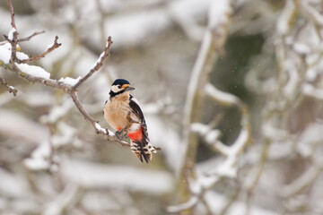  common european woodpecker dendrocopos majoron winter background