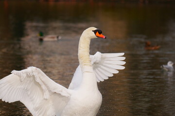 Obraz premium cygnus olor a white swan opens its wings to dry