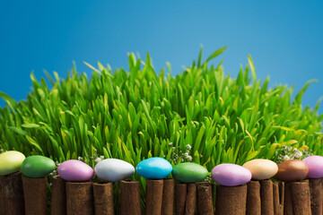 Grass growth from wheat grain for traditional fest Nowruz 