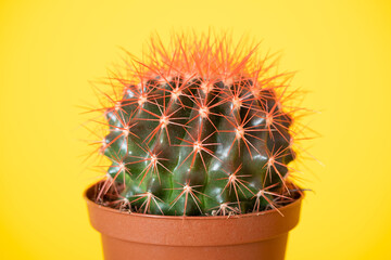 Cactus in a pot on a yellow background. Succulent cactus in a pot.