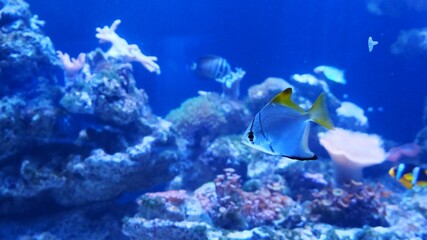 Tropical colorful fish on a coral reef.