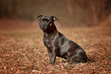 Obraz premium Beautiful dog of Staffordshire Bull Terrier breed, black color, smiling face sitting in autumn leaves.