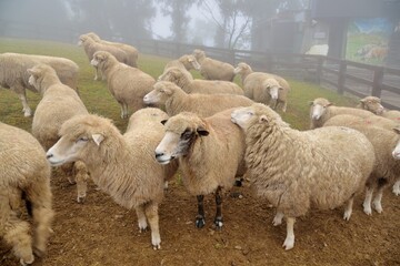 Sheep (Ovis aries) at Qingjing Farm, Taiwan.