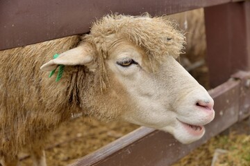 Sheep (Ovis aries) at Qingjing Farm, Taiwan.