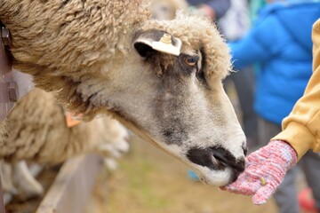 Sheep (Ovis aries) at Qingjing Farm, Taiwan.