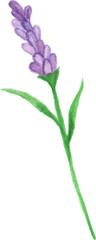 Watercolor clipart Lavender blossom and Leaf