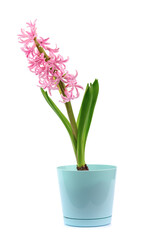 a blooming pink hyacinth flower in a pot on a white isolated background.