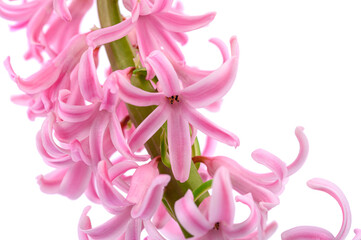 spring blooming hyacinth flower close-up on a white isolated background.