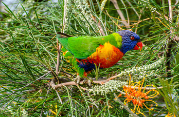 Rainbow lorikeet Australian parrot 