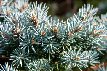 close up of pine needles