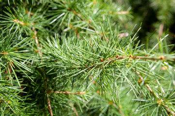 branches of a pine