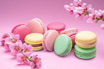 Colorful sweet macarons or macaroons, flavored cookies on pink background with blooming cherry branch near them.