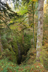 a big sinkhole inside the forest
