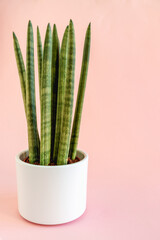 Sansevieria cylindrica on a pink background