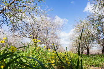 Yellow flowers between rows of flowering almond trees in an orchard