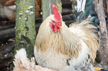 Portrait of Beautiful Rooster on nature background