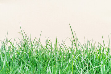 Paper blank on the green grass. Green grass as a frame.