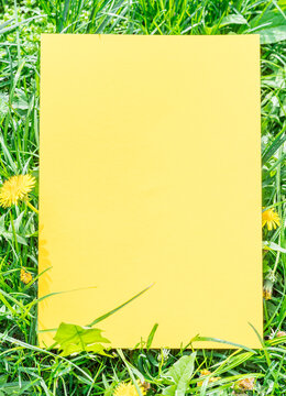 Yellow paper blank on the green grass and dandelions. Green grass as a frame.