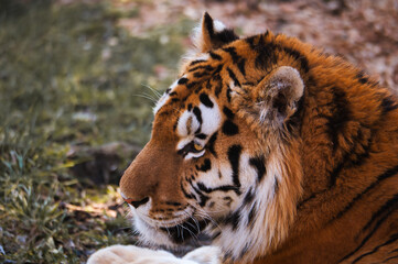 Nahaufnahme des Kopfes eines sibirischen Tigers
