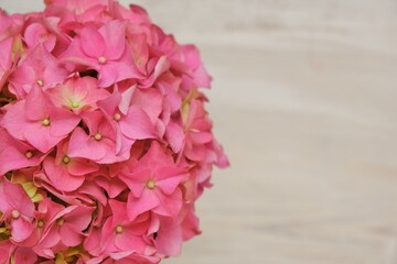 Hydrangea pink flowers close-up on beige shabby chic background.copy space.Floral  card blank. Spring pink flowers. Beautiful flower background