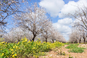 Obraz na płótnie Canvas Yellow flowers between rows of flowering almond trees in an orchard