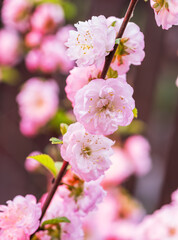 Pink flowering almond branches in blossom.