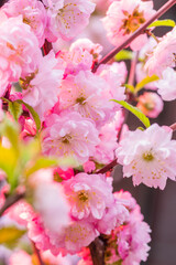 Pink flowering almond branches in blossom. Close-up.
