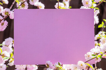 Pink paper blank between flowering almond branches in blossom. Pink flowers as a frame.