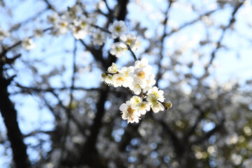 梅の花