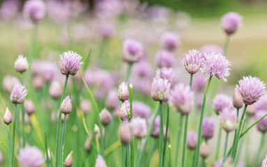 Naklejka premium Allium blooming purple onion plant. Nature background.