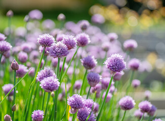 Allium blooming purple onion plant. Nature background.